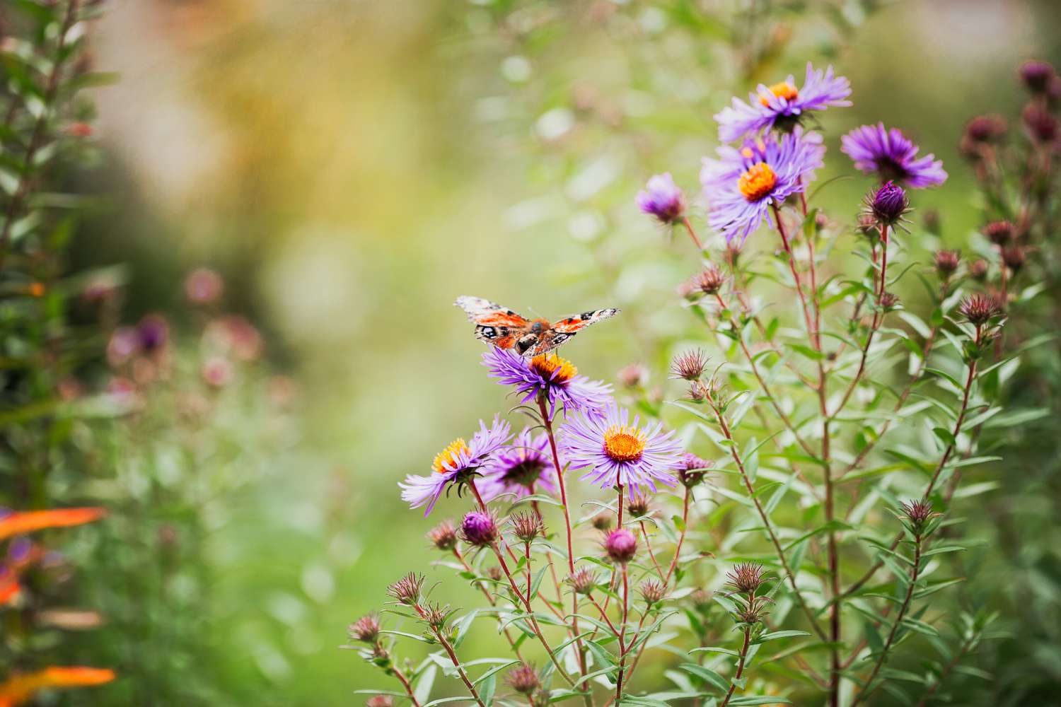 Wildflower meadow with pollinators and butterflies