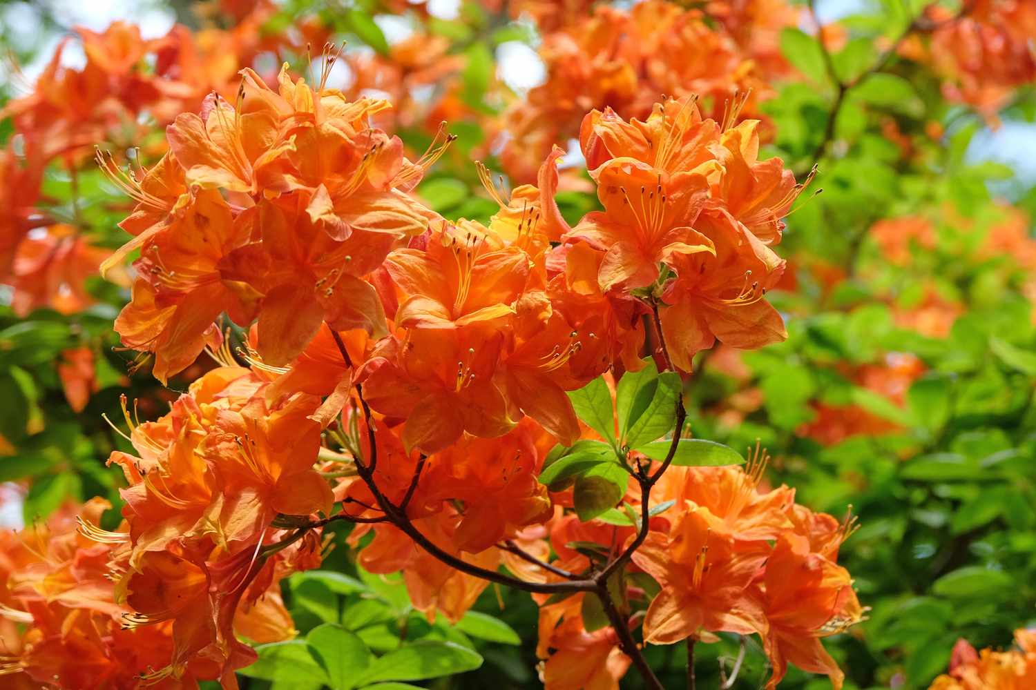 Orange azaleas