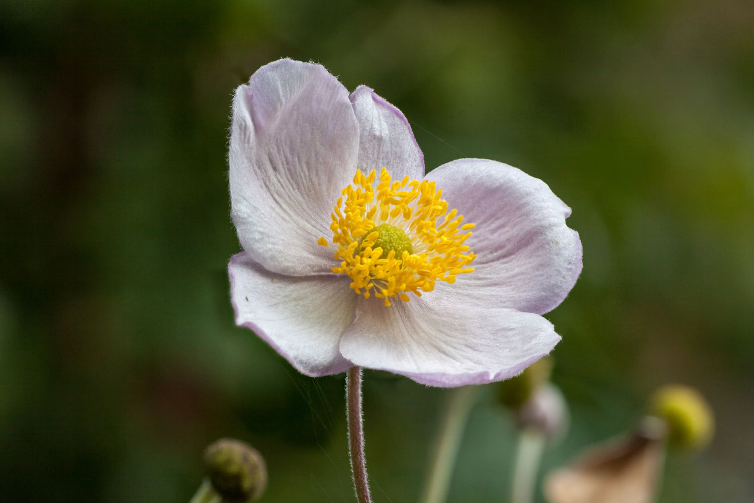 Anemone Vitifolia