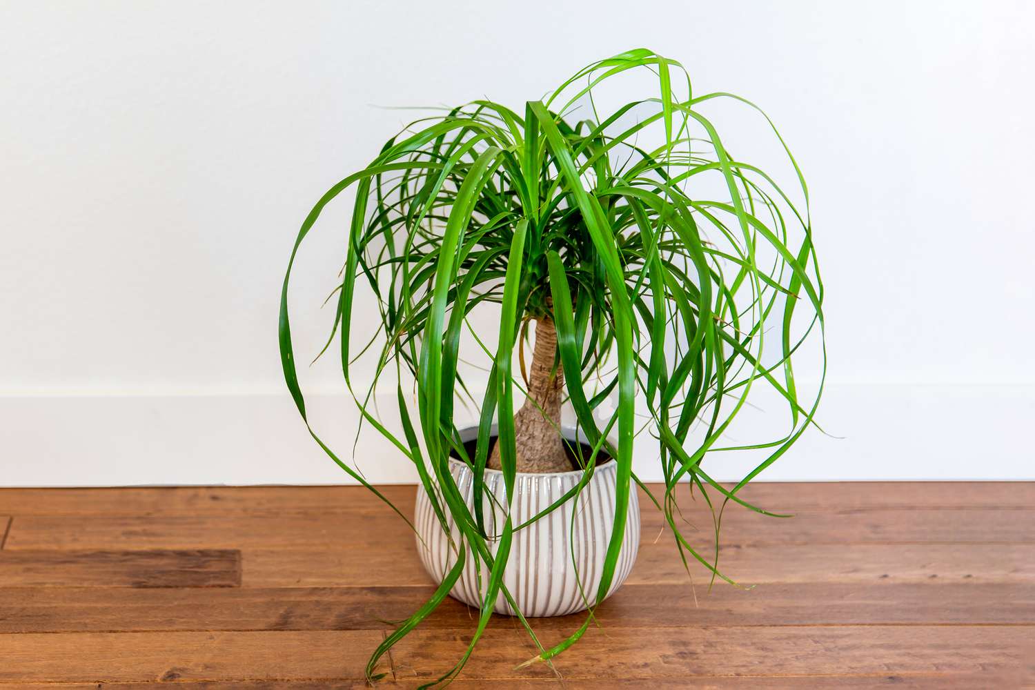 Ponytail palm