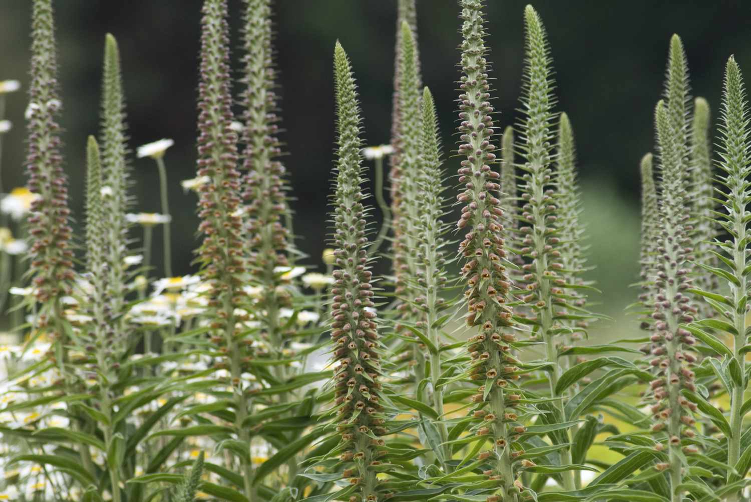 Digitalis parviflora