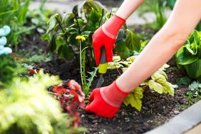 Pulling weeds from garden
