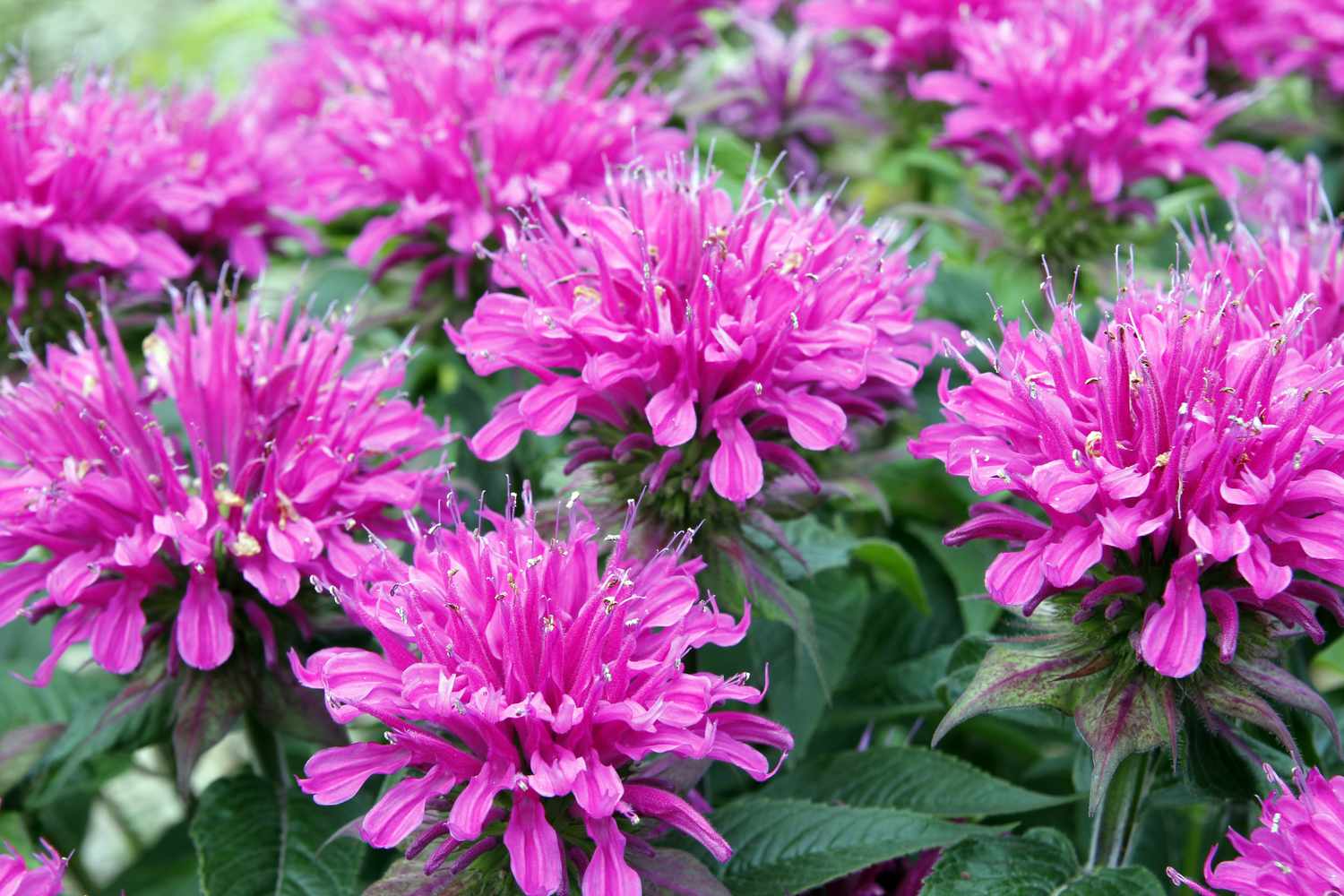 Several bright and grouped flowers in bloom