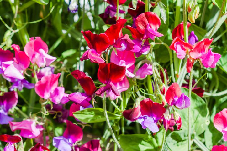 closeup of red, purple, and pink sweet pea flowers with green stems, leaves, and tendrils