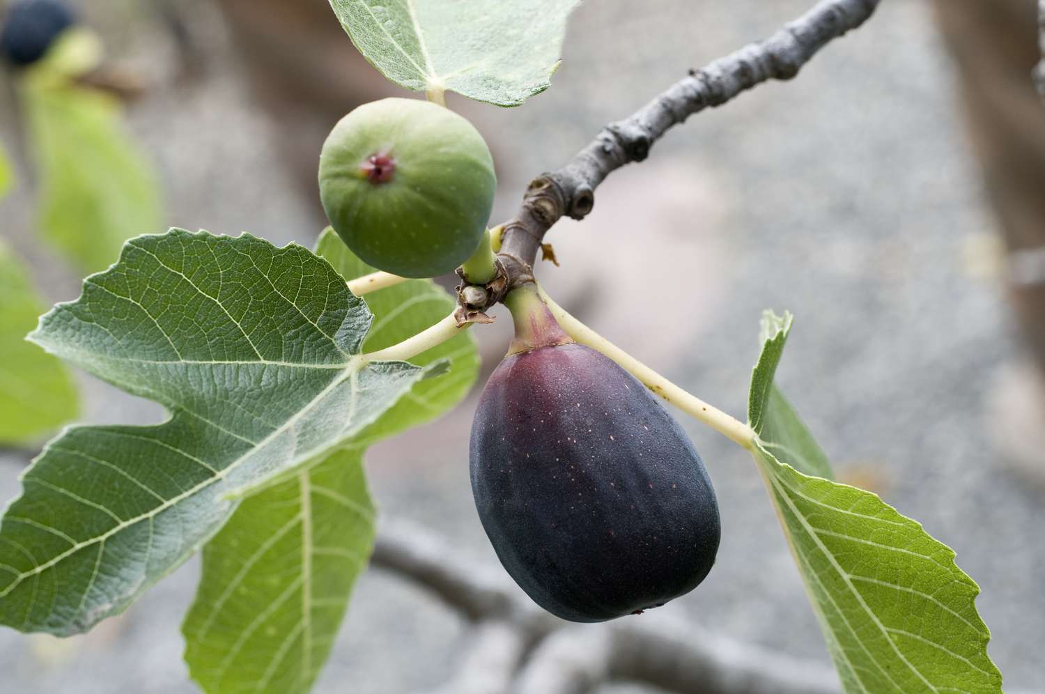 Fig tree