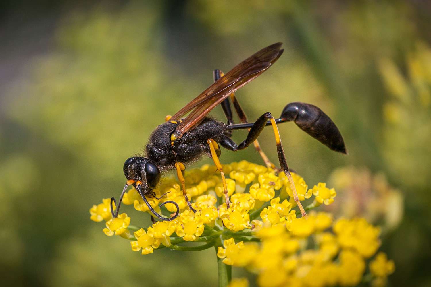 Mud Dauber Wasp