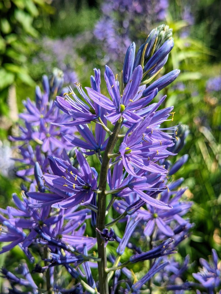 Blue star-shaped Camassia flowers. 