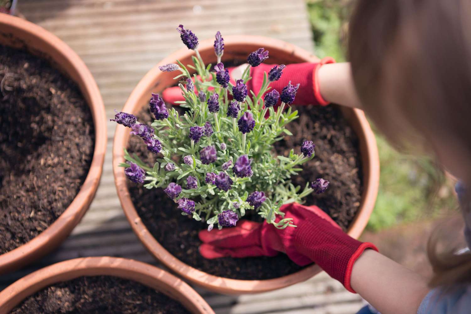 Woman repotting lavender