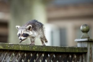 A raccoon walking along a wooden fence outdoors