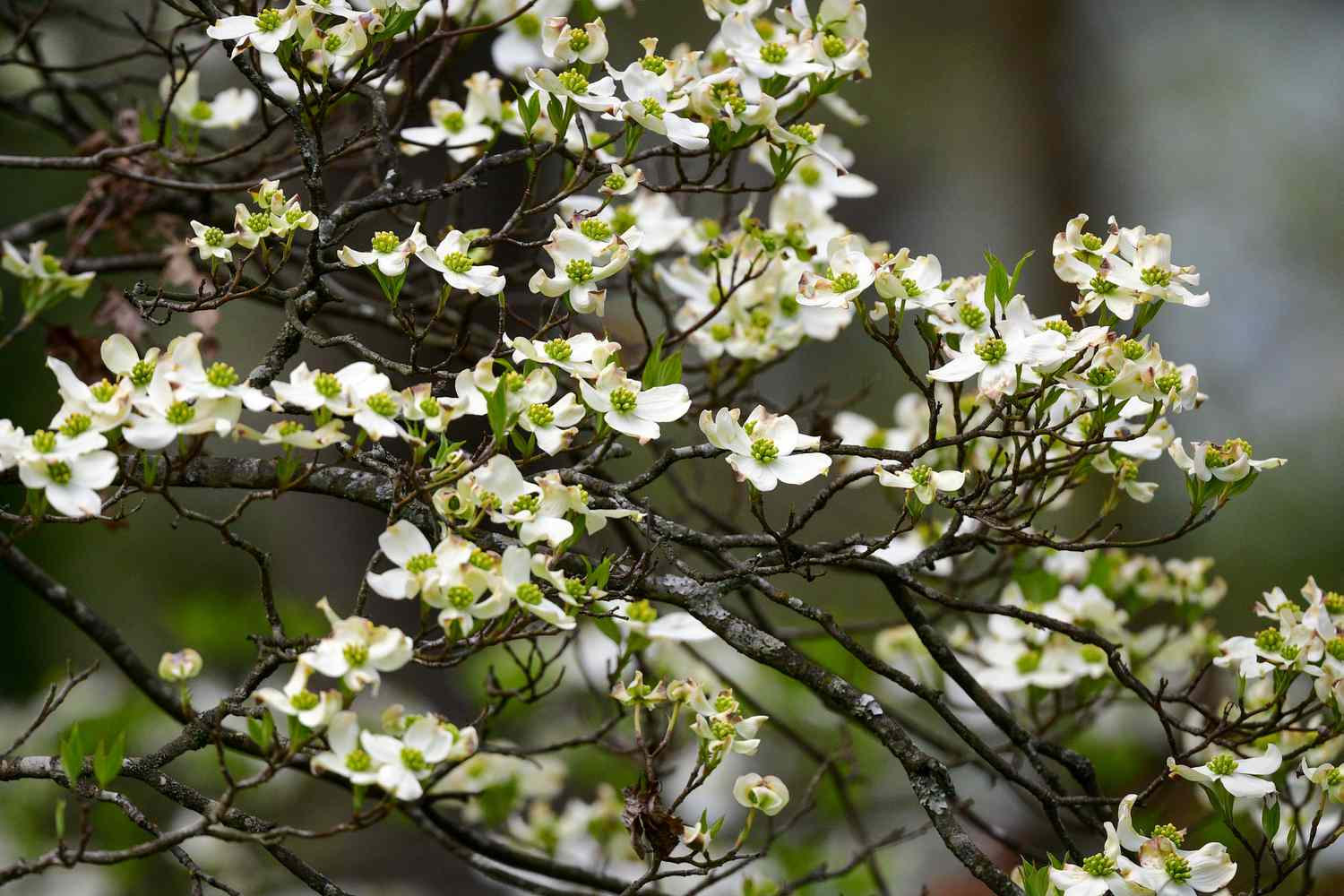 white dogwood tree