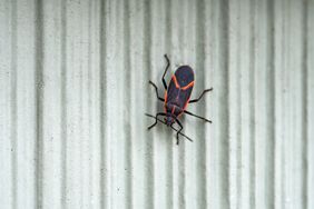 Eastern box elder bug (Boisea trivittata) in springtime.