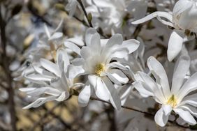 Magnolia stellata early springtime flowering small tree