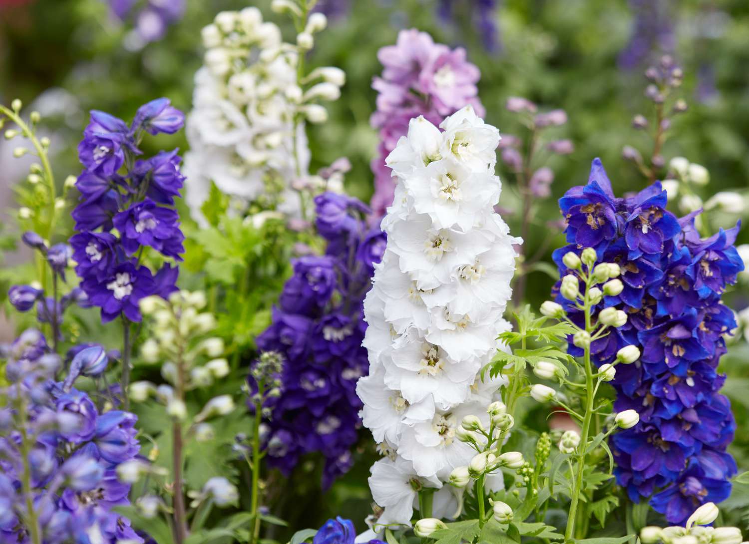 Larkspur flowers with white pink and purple blooms
