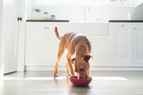 Dog eating from a bowl in a kitchen