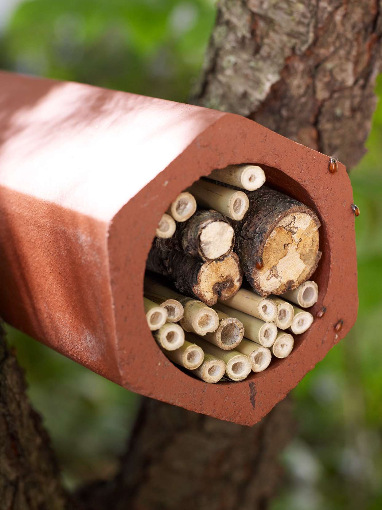 bamboo inside brick lady bug home