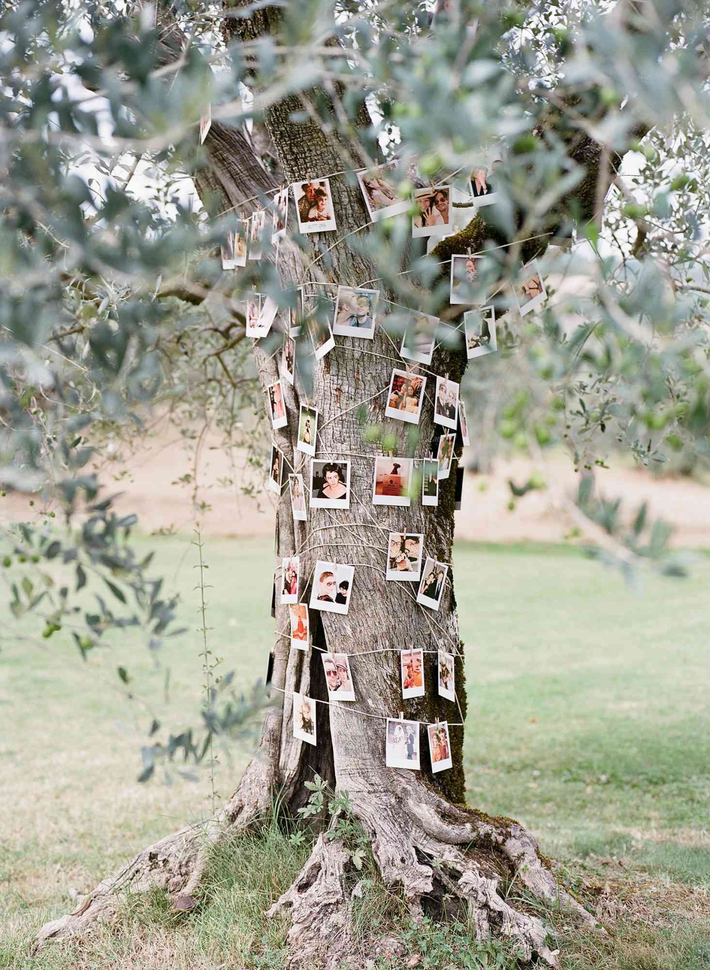 family tree photo display