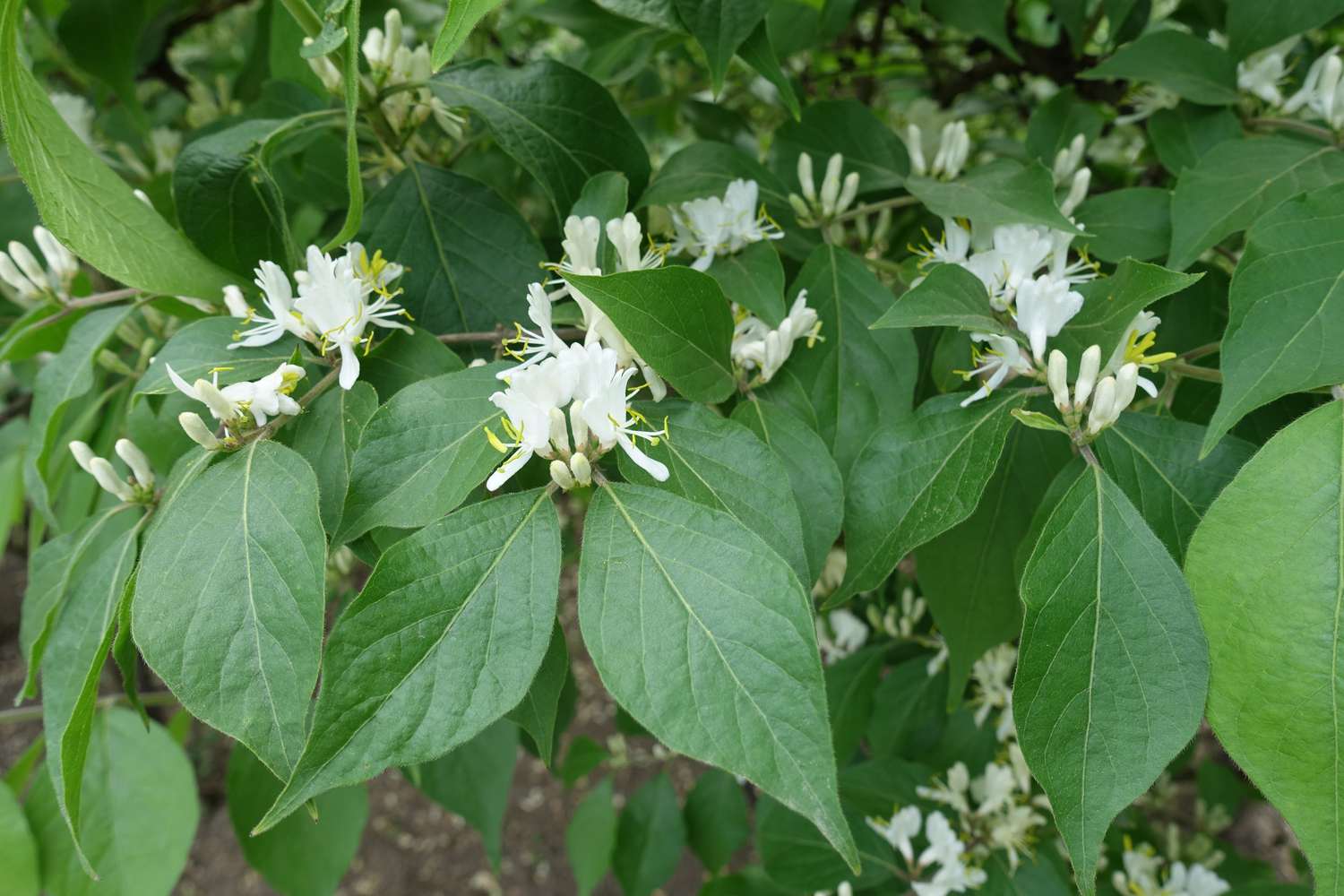 Flowers and buds in the leafage of Lonicera maackii in mid May