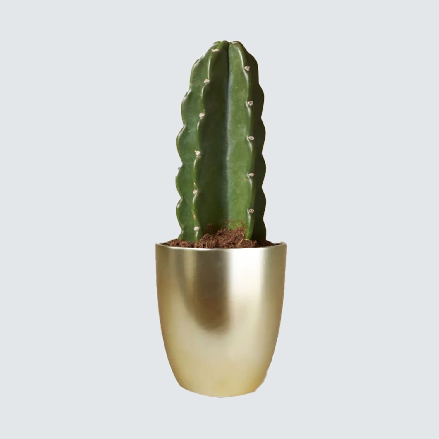 Cactus in gold pot