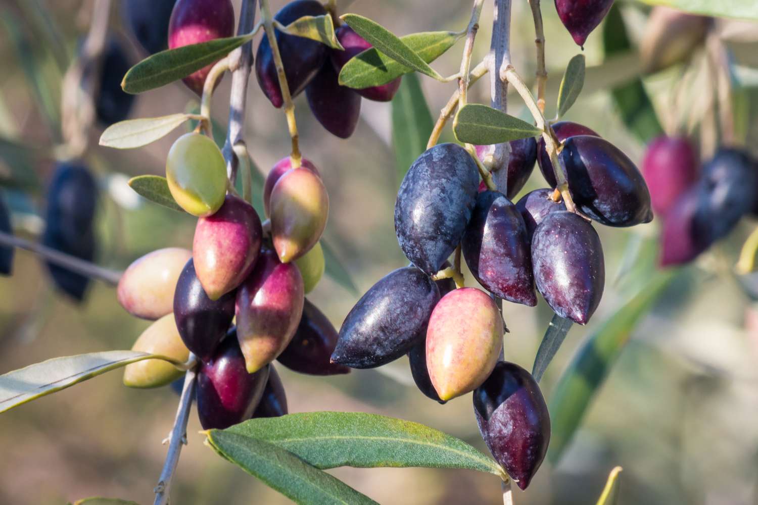 Closeup of ripe and unripe olives on branches with leaves
