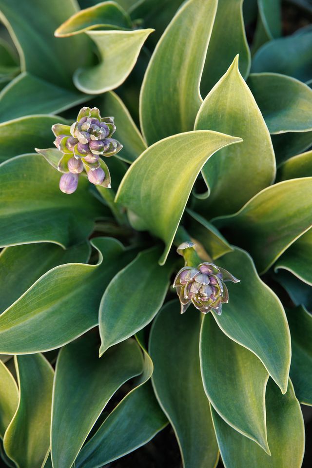 Blue Mouse Ears Hosta