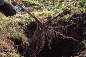 A person using pruning shears to cut roots of a plant being removed from the ground visible soil and roots
