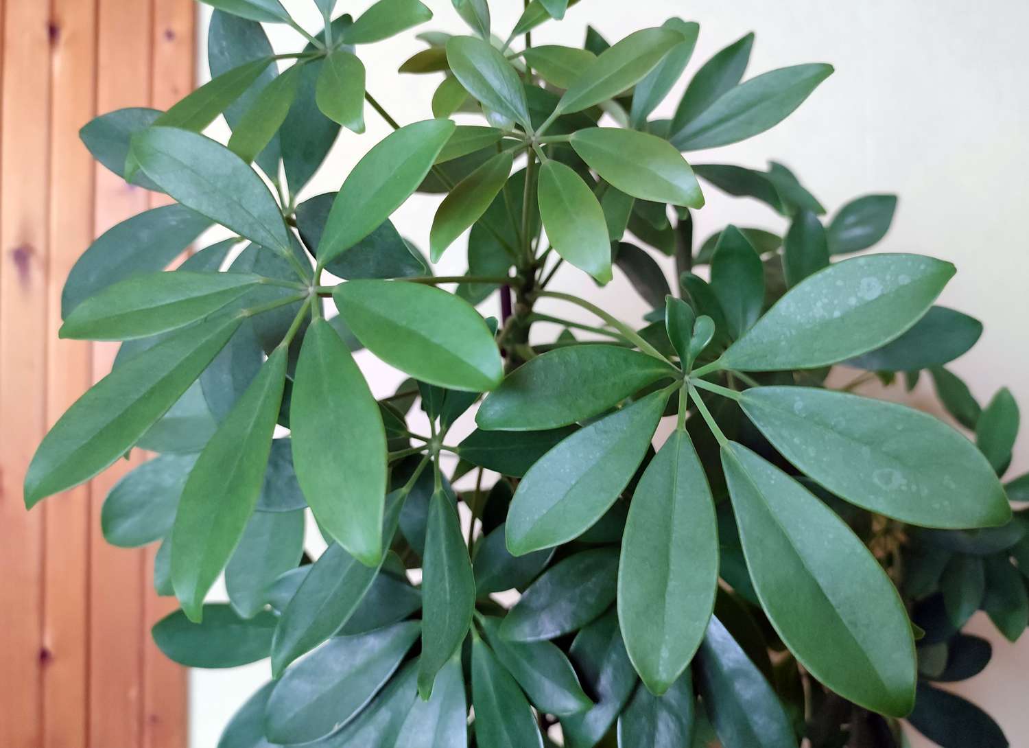 a dwarf umbrella tree indoors