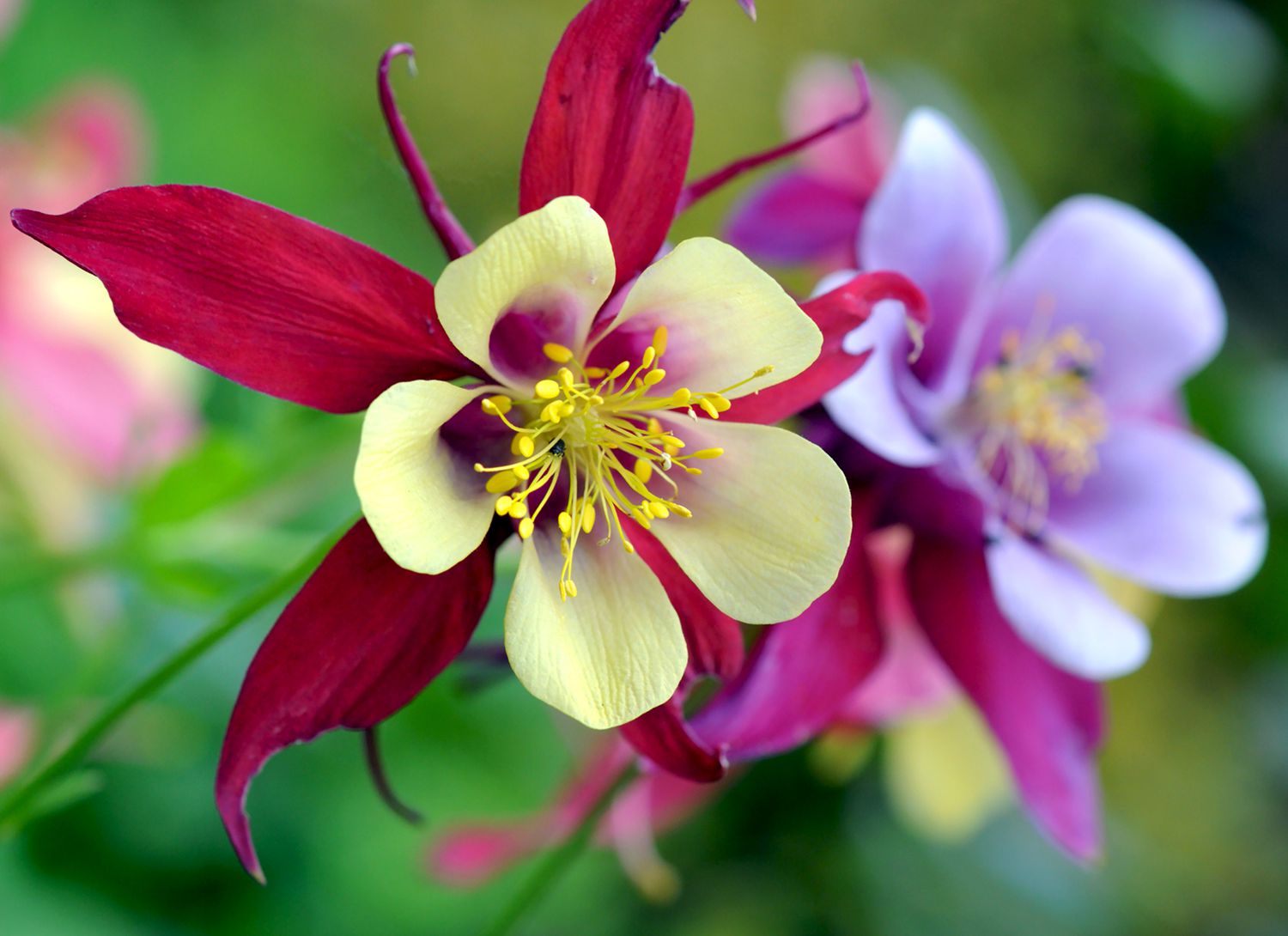 close up of Columbine flowers in a garden