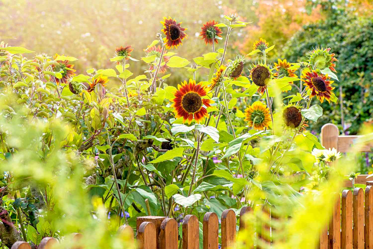 garden of sunflowers