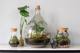 bioactive terrarium