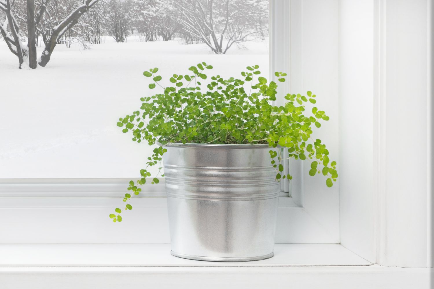 Potted plant on a windowsill with snow visible outside