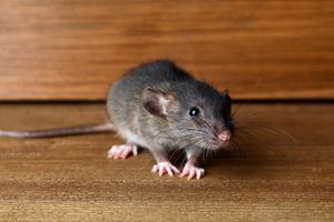 A small mouse standing on a wooden surface