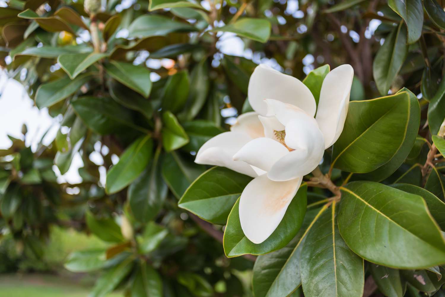 a southern magnolia tree
