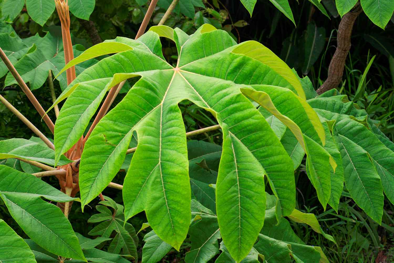 tetrapanax steroidal giant