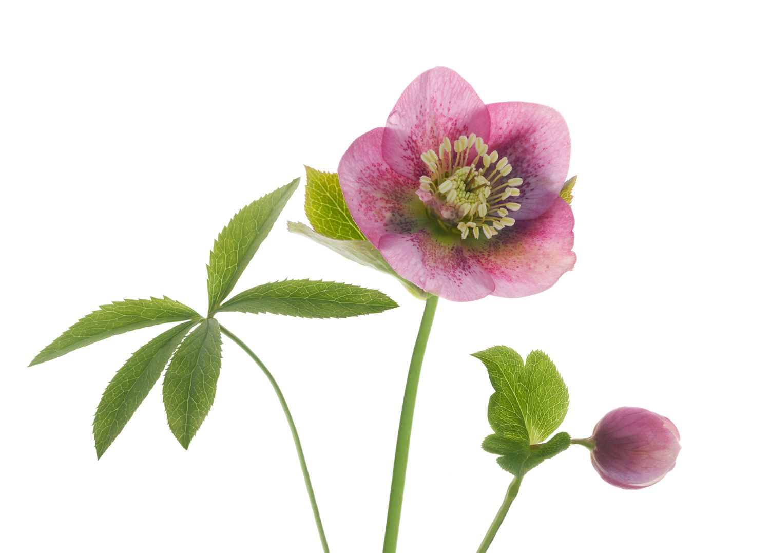 hellebore flower