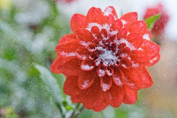 A dahlia flower covered in snowflakes