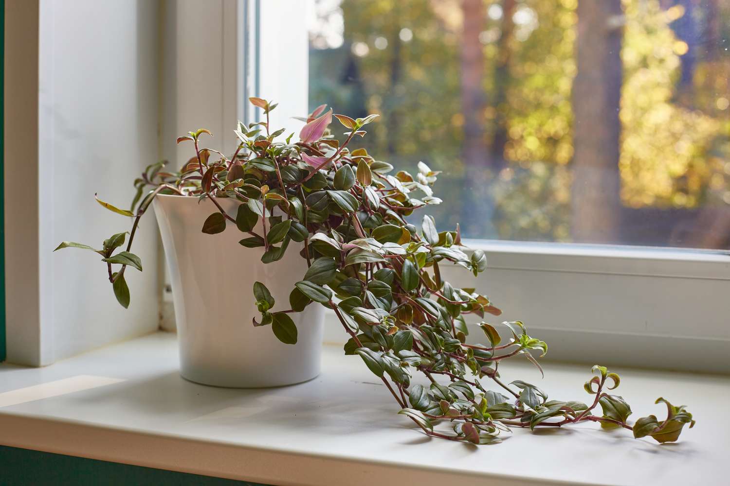 A potted plant with trailing vines on a windowsill