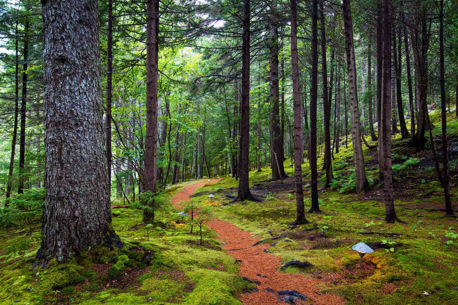 white-pine needle path in mossy forest