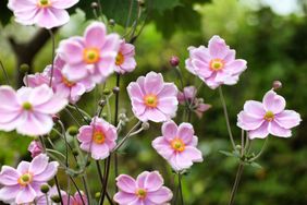 pink anemone flowers
