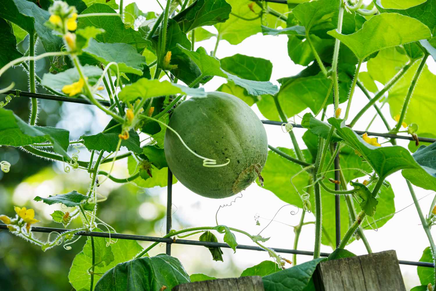 Fresh melon growing vertically on a vine using a metal cattle panel trellis in a home organic urban garden