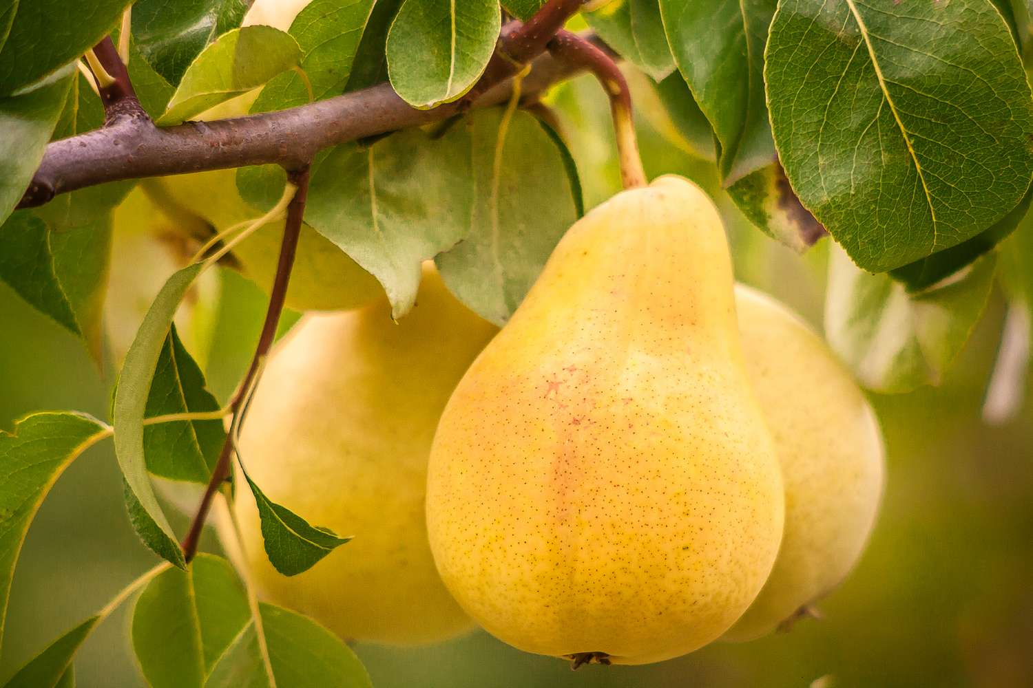 Fresh ripe yellow pears on a tree branch close up. The greenery surrounding the pears is verdant, and the background is out of focus.