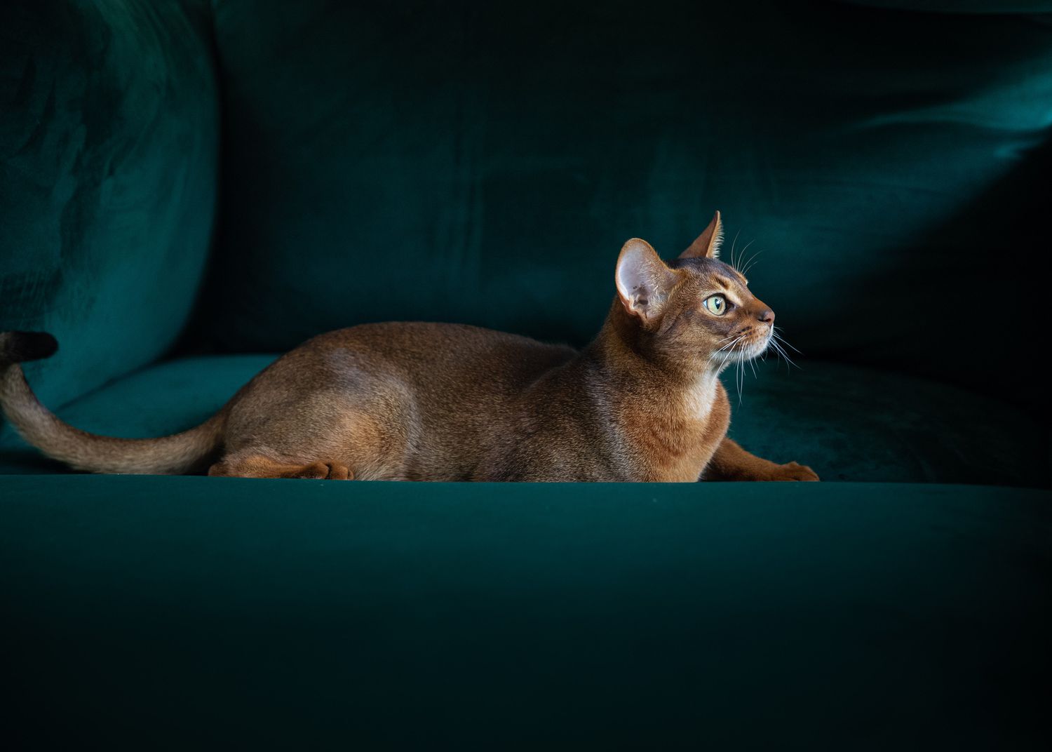 Abyssinian Cat