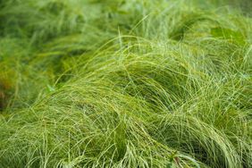 carex lawn