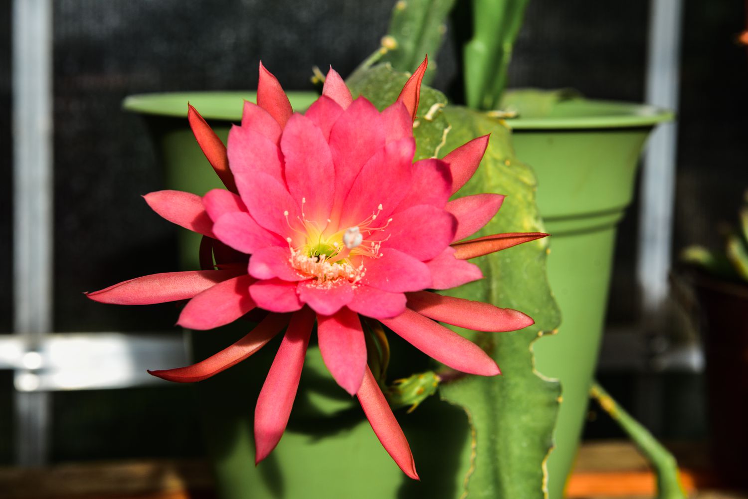 A blooming orchid cactus