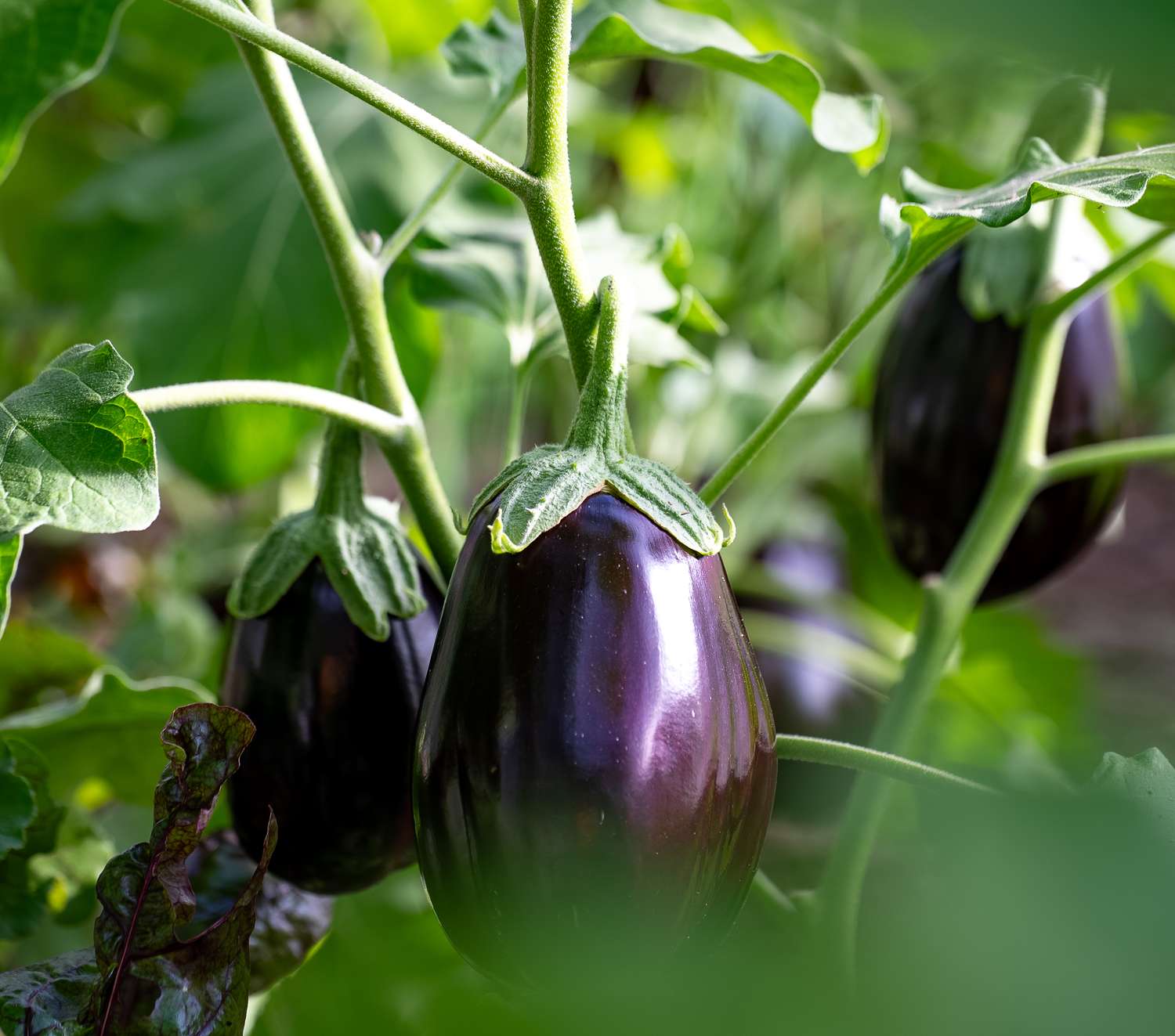 Aubergine eggplant plants in a greenhouse.