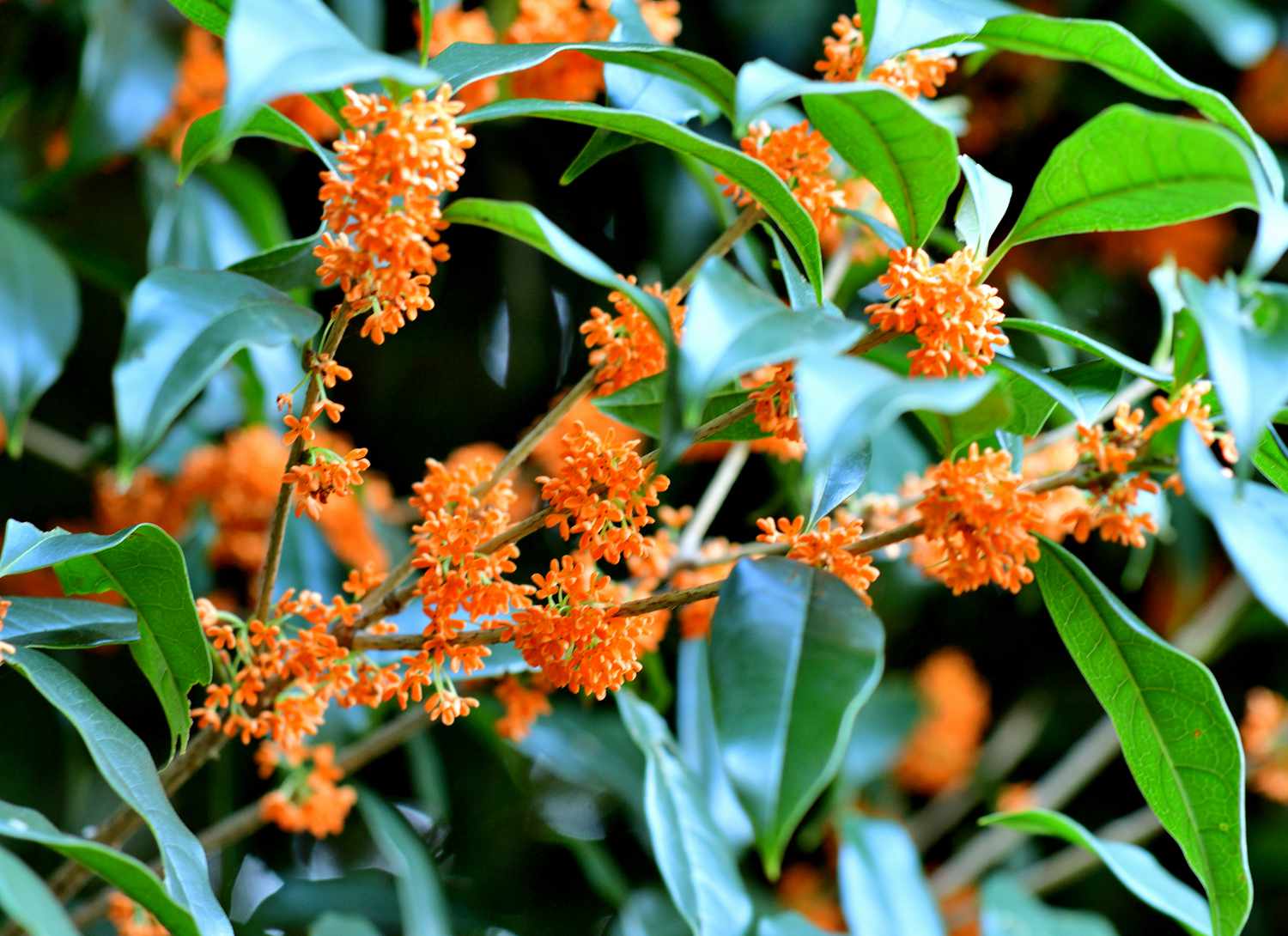 tea olive bush with bright orange blooms
