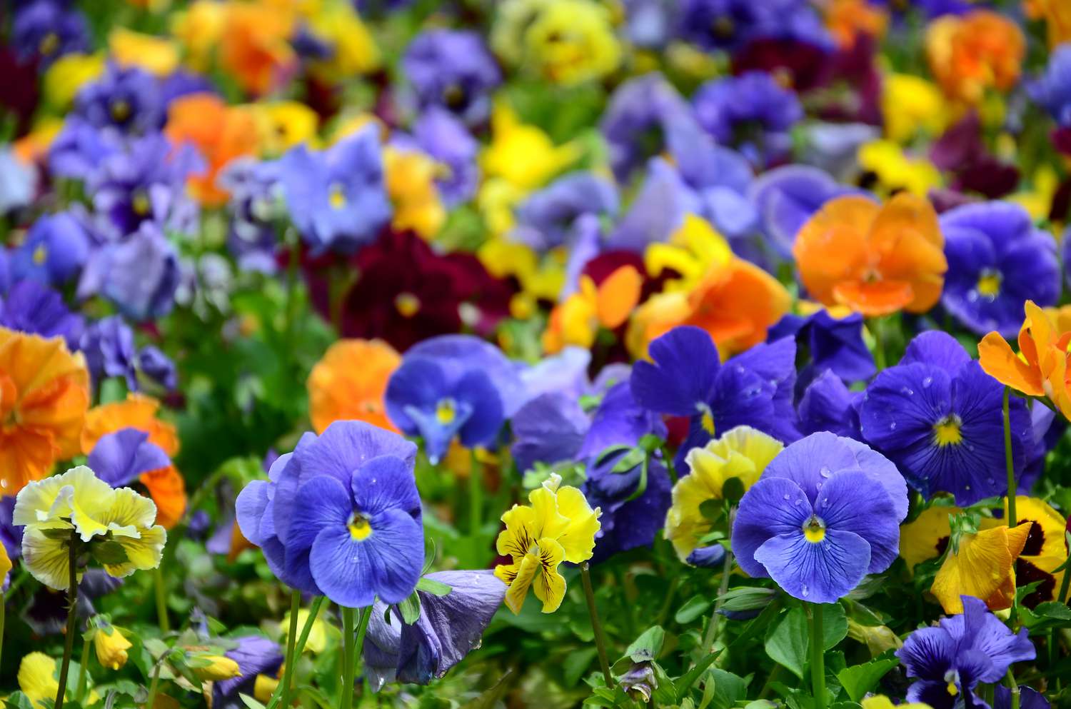 Multicolor pansy flowers or pansies as background or card. Field of colorful pansies with white yellow and violet pansy flowers on flowerbed in perspective.