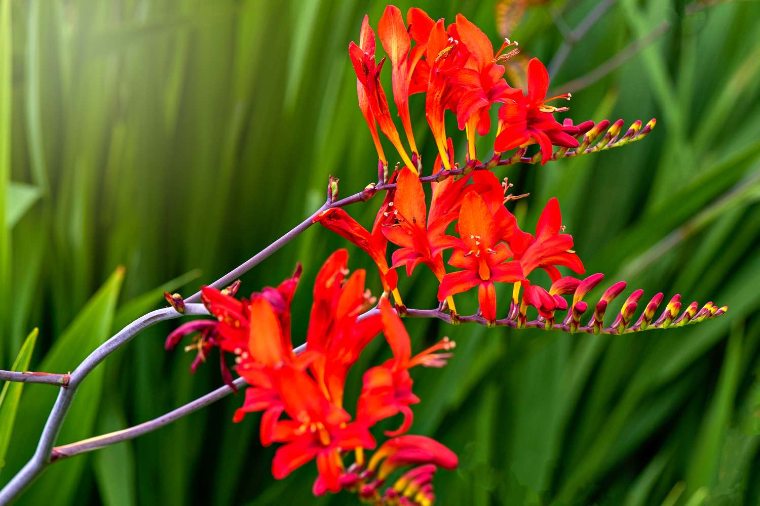bold montbretia flowers