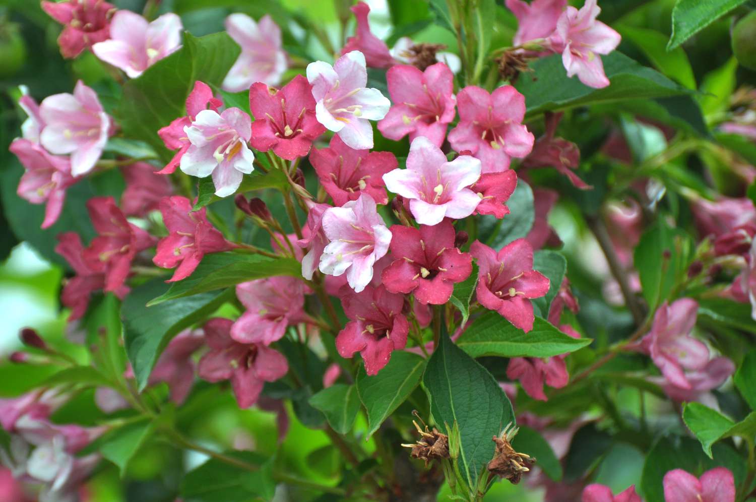 Weigela