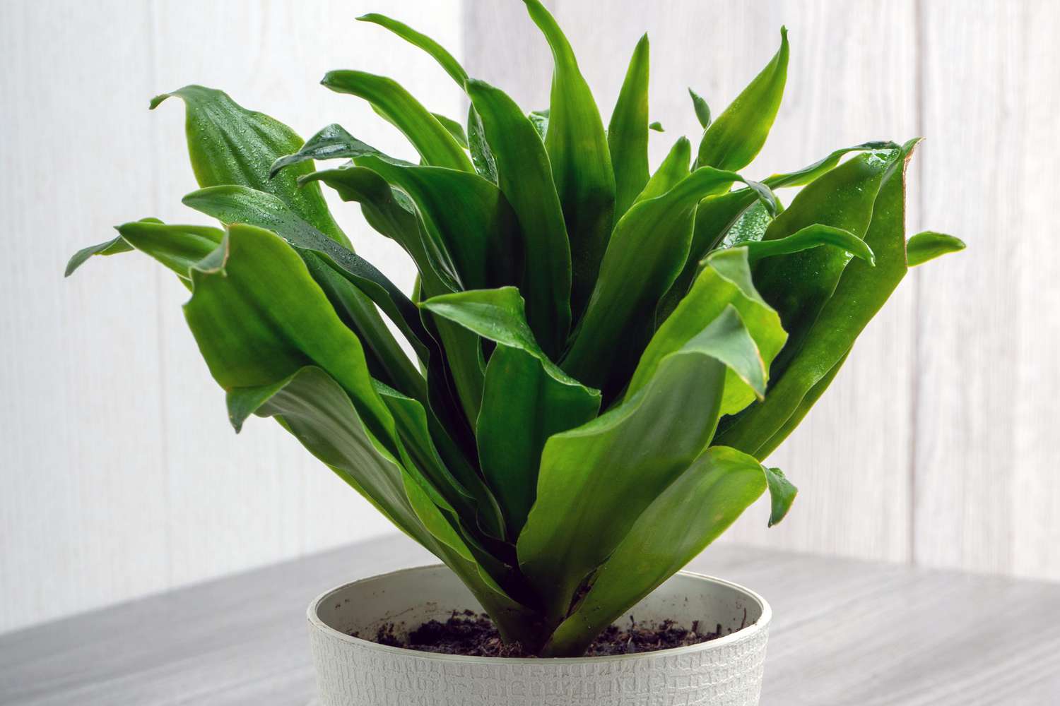 Dracaena limelight plant