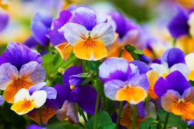 Pansy flower
